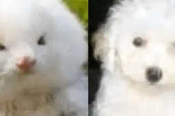 男子花150美元买狗结果是巴西老鼠