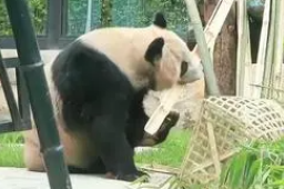 实拍丫丫午后用餐 咬着竹子上爬架啃