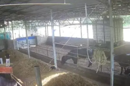 6岁男孩在牛棚玩耍被公牛顶撞离世