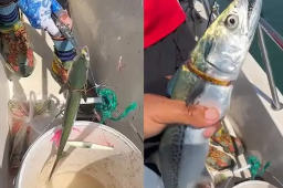 男子海钓 鱼身上卡着一个镯子