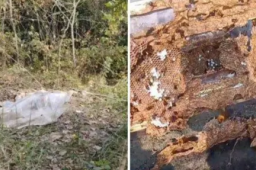两男子偷价值4600余元胡蜂蜂巢被拘