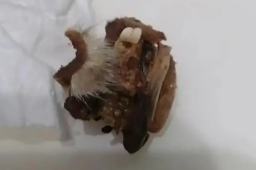 小学食堂吃出鼠头？教育局：系兔头